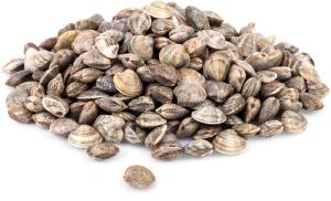 Vongole