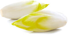 Indivia belga