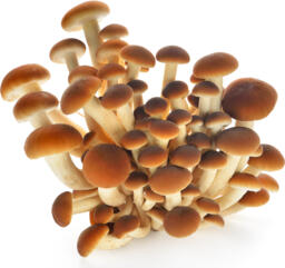 Funghi pioppini