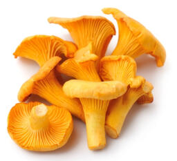 Funghi finferli