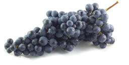 Uva fragola