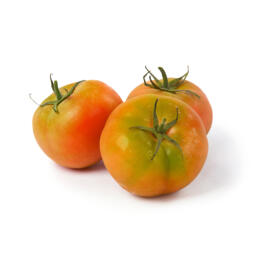 Pomodoro insalataro