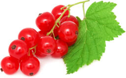 Ribes