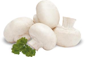 Funghi champignon prataioli coltivati