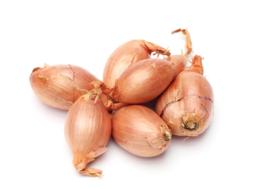 Scalogno
